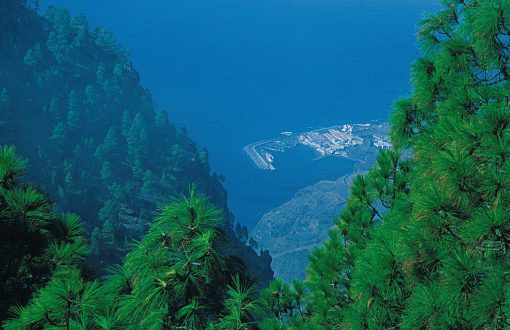 Pinar de Tamadaba. Fotografía: Javier Branas. (Panoramio.com/user/184552)