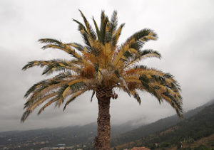Palmera Albina de Mirca. Foto: amigosdelaspalmerascanarias.blogspot.com