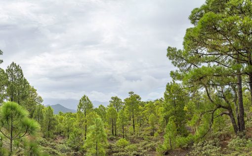 Pino Canario. Tamadaba. Fotografía: Tamara k (CC BY-SA 4.0)